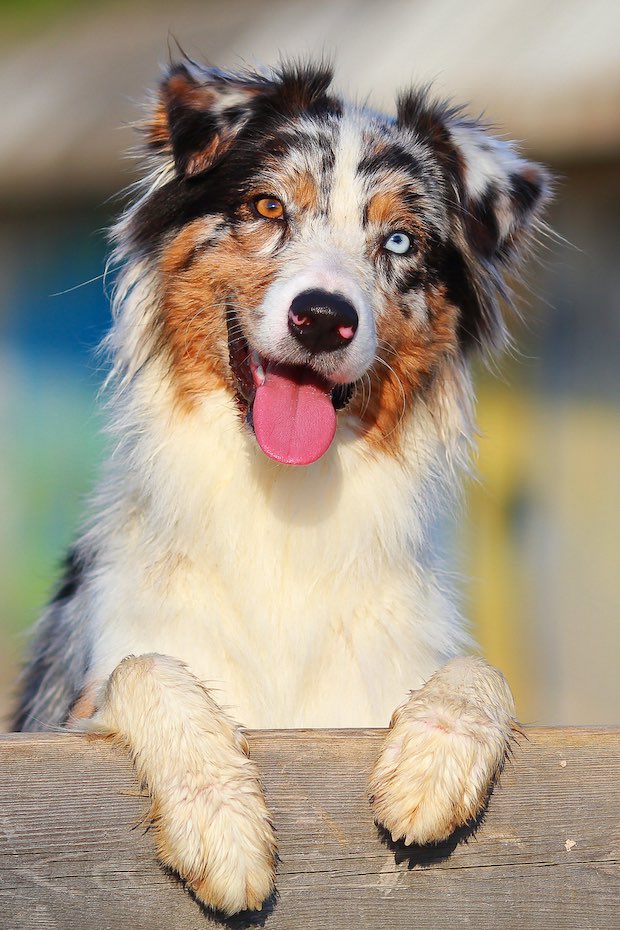 Berger Australien Les 10 Choses Savoir Sur Cette Race De Chien